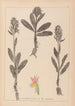 Herbier de la flore française Pl1042 - Louis Antoine Cusin — artwork view