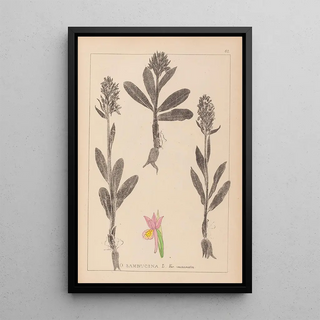 Herbier de la flore française Pl1042 - Louis Antoine Cusin — framed artwork on a wall