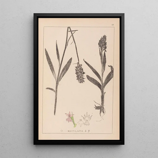 Herbier de la flore française Pl1043 - Louis Antoine Cusin — framed artwork on a wall