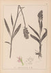 Herbier de la flore française Pl1043 - Louis Antoine Cusin — artwork view