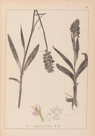 Herbier de la flore française Pl1043 - Louis Antoine Cusin — artwork view