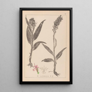 Herbier de la flore française Pl1044 - Louis Antoine Cusin — framed artwork on a wall