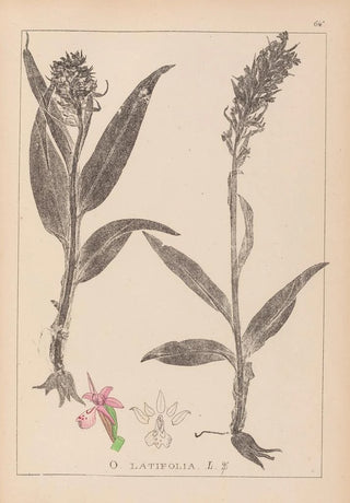 Herbier de la flore française Pl1044 - Louis Antoine Cusin — artwork view