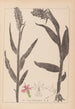 Herbier de la flore française Pl1045 - Louis Antoine Cusin — artwork view