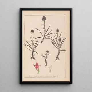 Herbier de la flore française Pl1046 - Louis Antoine Cusin — framed artwork on a wall