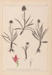 Herbier de la flore française Pl1046 - Louis Antoine Cusin — artwork view