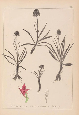 Herbier de la flore française Pl1046 - Louis Antoine Cusin — artwork view