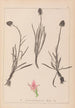 Herbier de la flore française Pl1047 - Louis Antoine Cusin — artwork view