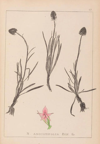 Herbier de la flore française Pl1047 - Louis Antoine Cusin — artwork view
