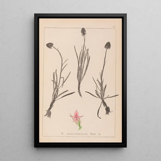 Herbier de la flore française Pl1047 - Louis Antoine Cusin — framed artwork on a wall
