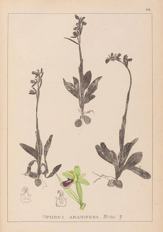 Herbier de la flore française Pl1048 - Louis Antoine Cusin — artwork view