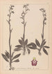 Herbier de la flore française Pl1049 - Louis Antoine Cusin — artwork view