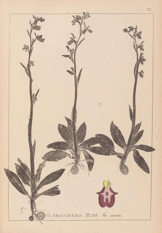 Herbier de la flore française Pl1049 - Louis Antoine Cusin — artwork view