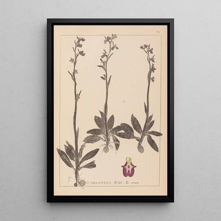 Herbier de la flore française Pl1049 - Louis Antoine Cusin — framed artwork on a wall