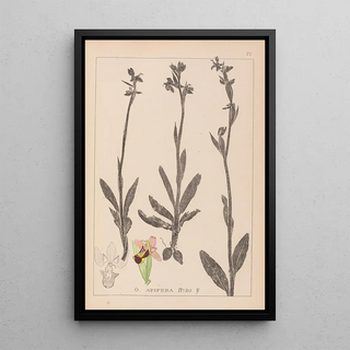 French flora herbarium painting Pl1050 - Louis Antoine Cusin — framed artwork on a wall