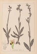 French flora herbarium painting Pl1050 - Louis Antoine Cusin — artwork view