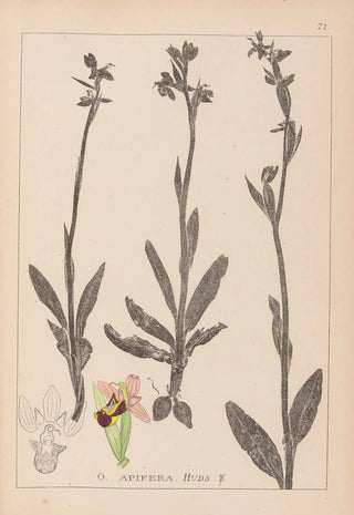 French flora herbarium painting Pl1050 - Louis Antoine Cusin — artwork view