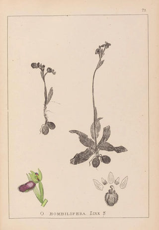 Herbier de la flore française Pl1051 - Louis Antoine Cusin — artwork view