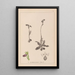 Herbier de la flore française Pl1051 - Louis Antoine Cusin — framed artwork on a wall