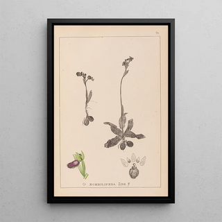 Herbier de la flore française Pl1051 - Louis Antoine Cusin — framed artwork on a wall
