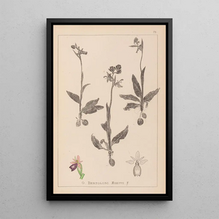 Herbier de la flore française Pl1052 - Louis Antoine Cusin — framed artwork on a wall