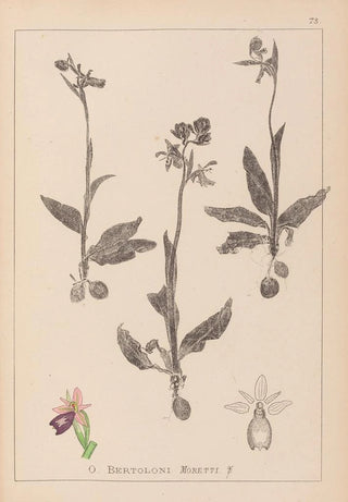 Herbier de la flore française Pl1052 - Louis Antoine Cusin — artwork view