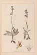 Herbier de la flore française Pl1053 - Louis Antoine Cusin — artwork view