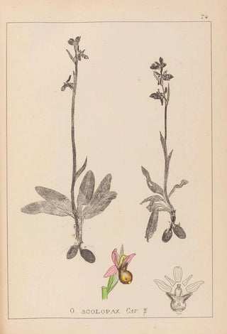 Herbier de la flore française Pl1053 - Louis Antoine Cusin — artwork view
