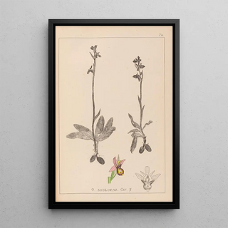 Herbier de la flore française Pl1053 - Louis Antoine Cusin — framed artwork on a wall