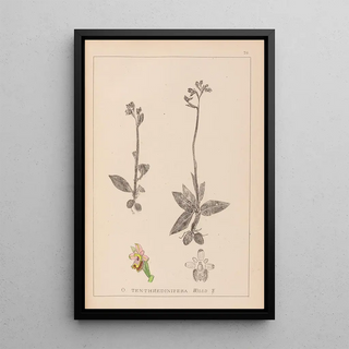 Herbier de la flore française Pl1055 - Louis Antoine Cusin — framed artwork on a wall