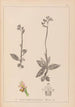 Herbier de la flore française Pl1055 - Louis Antoine Cusin — artwork view