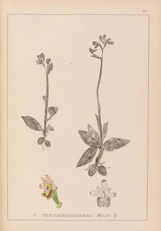 Herbier de la flore française Pl1055 - Louis Antoine Cusin — artwork view
