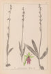 Herbier de la flore française Pl1056 - Louis Antoine Cusin — artwork view