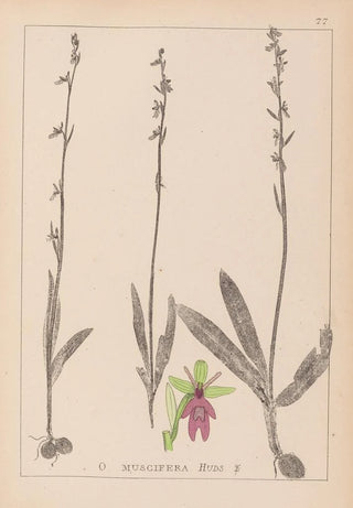 Herbier de la flore française Pl1056 - Louis Antoine Cusin — artwork view