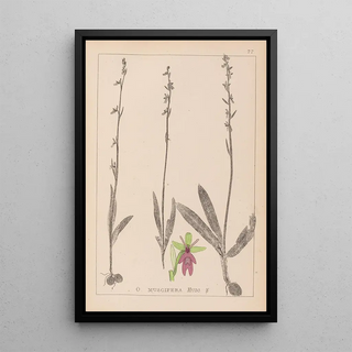 Herbier de la flore française Pl1056 - Louis Antoine Cusin — framed artwork on a wall