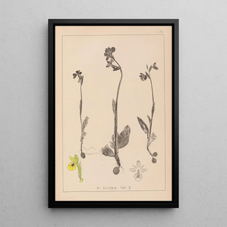 Herbier de la flore française Pl1057 - Louis Antoine Cusin — framed artwork on a wall