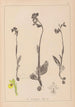Herbier de la flore française Pl1057 - Louis Antoine Cusin — artwork view