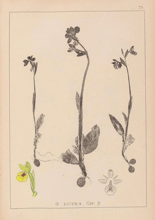 Herbier de la flore française Pl1057 - Louis Antoine Cusin — artwork view