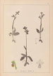 Herbier de la flore française Pl1058 - Louis Antoine Cusin — artwork view