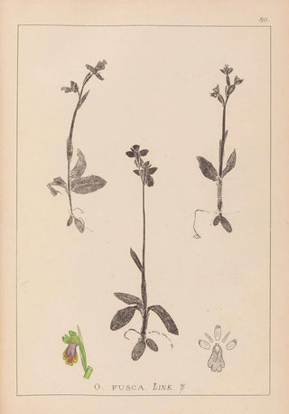 Herbier de la flore française Pl1058 - Louis Antoine Cusin — artwork view