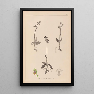 Herbier de la flore française Pl1058 - Louis Antoine Cusin — framed artwork on a wall
