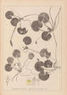 Herbier de la flore française Pl1060 - Louis Antoine Cusin — artwork view