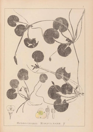 Herbier de la flore française Pl1060 - Louis Antoine Cusin — artwork view