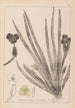 Herbier de la flore française Pl1061 - Louis Antoine Cusin — artwork view
