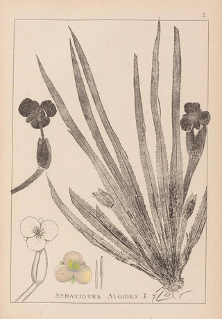 Herbier de la flore française Pl1061 - Louis Antoine Cusin — artwork view