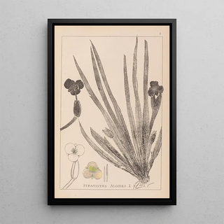 Herbier de la flore française Pl1061 - Louis Antoine Cusin — framed artwork on a wall