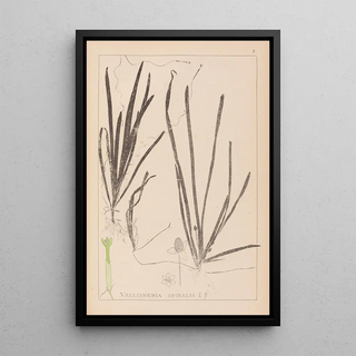 Herbier de la flore française Pl1062 - Louis Antoine Cusin — framed artwork on a wall