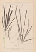 Herbier de la flore française Pl1062 - Louis Antoine Cusin — artwork view