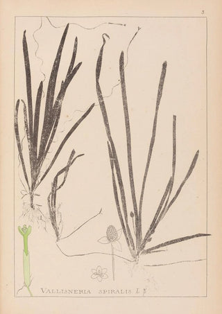 Herbier de la flore française Pl1062 - Louis Antoine Cusin — artwork view