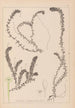 Herbier de la flore française Pl1063 - Louis Antoine Cusin — artwork view
